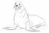 Seal Coloring Fur Pages Brown Printable Drawing Draw Elephant Seals Animal Foca Color Drawings Cute Kids Animals sketch template