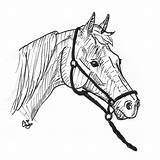 Horse Bridle Drawing Getdrawings Care sketch template