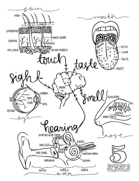 anatomy  kids coloring pages