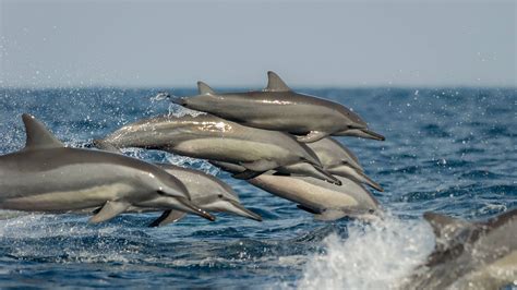delfine akrobaten der meere wwf schweiz