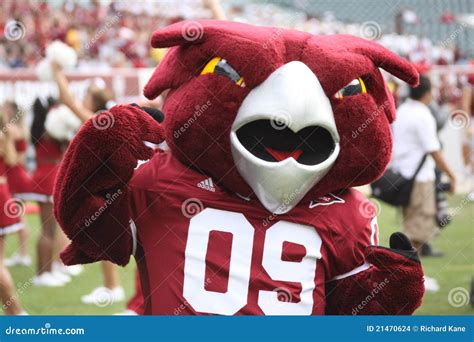 temple mascot  owl editorial stock image image