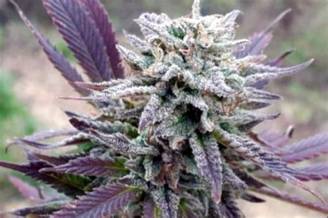 22 best purple cannabis strains to grow from seed mold resistant strains