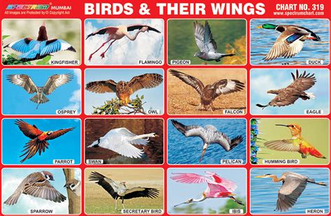 spectrum educational charts chart  birds  wings