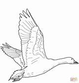 Oie Vole Volando Ganso Goose Geese Neiges Printable Gansos sketch template