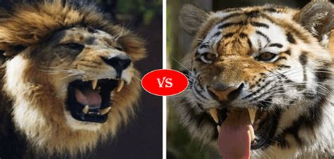 African Lion Vs Siberian Tiger Fight Comparison Who Will Win