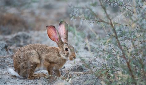 tal chapar wildlife photography