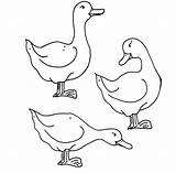 Coloring Ducks Pages Patos sketch template