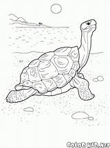 Tartaruga Animali Turtle Colorkid Selvatici Fronte Nad Morzem Desenho Colorear Kolorowanka Salvajes Frente Tortue sketch template