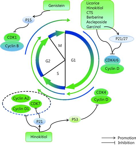 natural products regulating  cell cycle  organized cell cycle