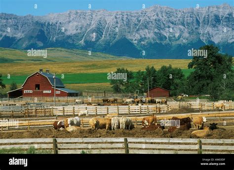 canada alberta cattle ranch  foothills  rocky mountains stock photo alamy