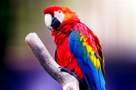 exotic parrot  image