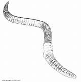 Coloring Pages Earthworm Realistic Worm Printable Worms Animal Printing Print sketch template