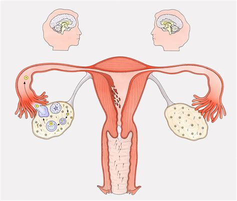Progesterone Understanding The Other Female Sex Hormone