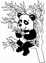 Coloring Bamboo Panda Eating Pages Leaves Baby Tree Choose Board Color Popular Cute sketch template