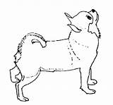Chihuahua Coloring Pages Dog Upside Looking Netart sketch template