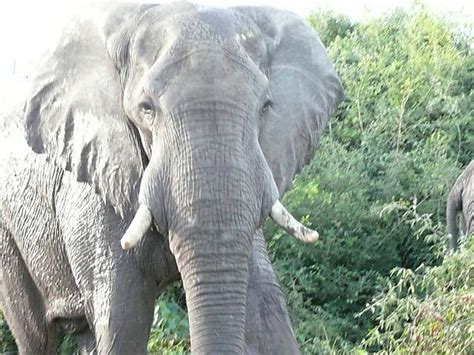 close  shot  elephant face photo chobe botswana africa