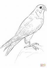 Falcon Coloring Drawing Peregrine Pages Step Hawk Falco Draw Printable Peregrinus sketch template
