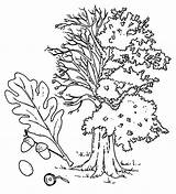 Coloring Pages Oak Nature Pear Landscape Winter Tree sketch template