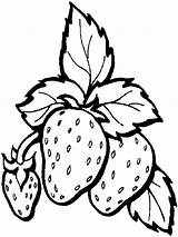 Strawberry Coloring Pages Fruit Strawberries Printable Color Print Drawing Fresh Book Plant Yahoo Search Sheets Ricamo Choose Board Shortcake sketch template