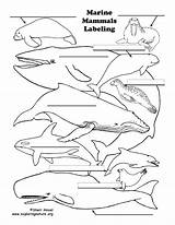 Mammals Marine Labeling sketch template