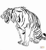 Tigre Tygrys Snarling Rugiendo Tijger Tigri Roaring Bengala Tigres Kleurplaten Kolorowanka Supercoloring Tijgers Printen sketch template