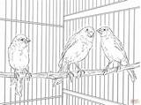 Coloring Domestic Canaries Pages Main Supercoloring Printable Skip sketch template