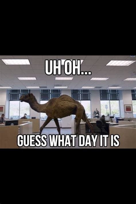 Hump Day Hahahah Hump Day Humor Funny Pictures Funny