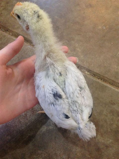 3 Week Old Barnyard Mixes Male Or Female Backyard Chickens Learn