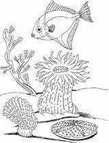 Coloring Underwater Plants Pages Sea Ocean Drawing Under Print Adults Life Getdrawings Getcolorings Drawings Color Printable Paintingvalley Popular Colorings sketch template