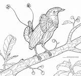 Enthusiasts Birding Princeton sketch template