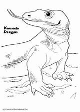 Komodo Komodowaran Drago Varaan Varan Malvorlage Kleurplaat Ausmalbild Draghi Stampare sketch template