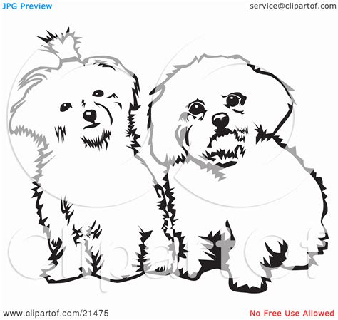 maltese puppy coloring pages clip art library