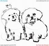 Maltese Dogs Two Side Clipart Coloring Dog Sitting Fluffy Cute Viewer Curiously Looking Background Illustration Pages Template Tattoo Rey David sketch template
