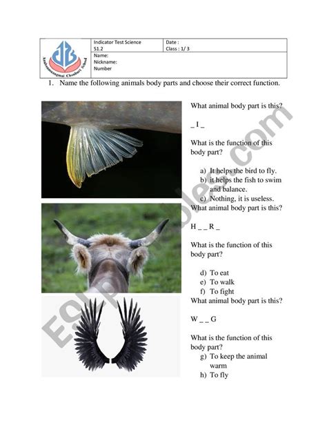 animals body parts functions esl worksheet  iron xalao