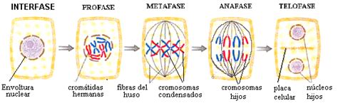 Dibujos De La Mitosis Imagui