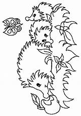 Hedgehog Coloring Pages Results sketch template