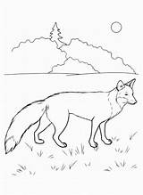 Fuchs Malvorlage Ausmalbilder sketch template