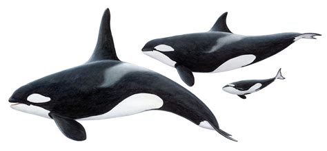 orca killer whale orcinus orca elding adventure  sea