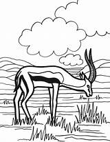 Colorat Antilopa Antelope Antilope Desene Planse Animale Salbatice Pintarcolorir Coloriages sketch template