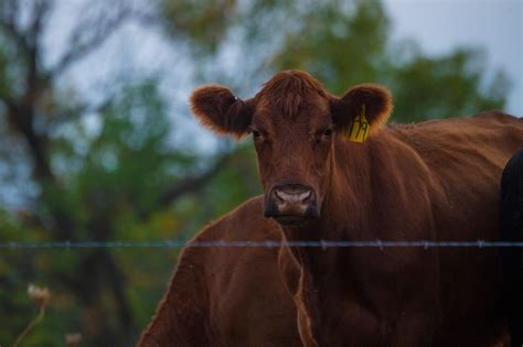 top   popular cattle breeds   united states agdaily