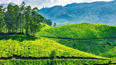 green tea plantations  munnar kerala india windows  spotlight images