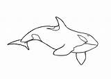 Coloring Killer Pages Orca Whale Orque Coloriage Animals Printable Imprimer Colouring Print Template Dessin Kids Whales Sea Colorier Animal Dessins sketch template