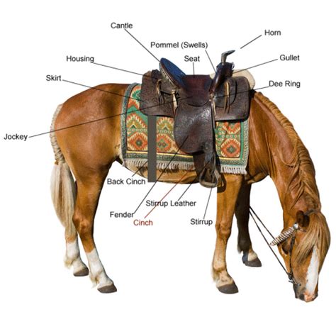 western saddle overview horse proscom