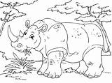Rinoceronte Nashorn Neushoorn Rhinoceros Malvorlage Animali Selva Ausmalbild Feroci Kleurplaten Rhinocéros Große Schulbilder sketch template