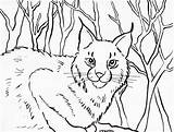Bobcat Coloring Pages Lynx Printable Color Kids Getcolorings Today Samanthasbell sketch template