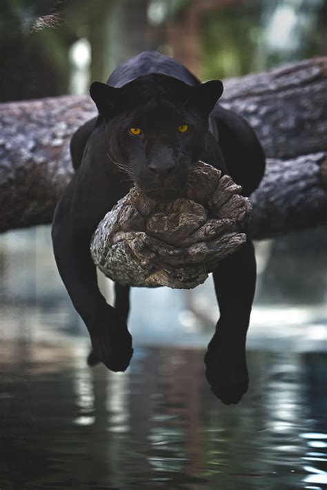 panther via tumblr image 1894115 by marky on