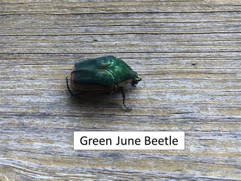 Green June Beetles Vs Japanese Beetles Extension Entomology