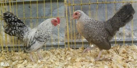 Silver Crele Old English Game Bantams House And Home Pinterest