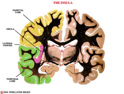 pixelated brain  insula frontal section  hemisphere