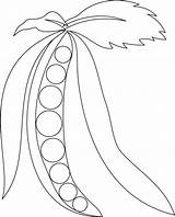 Peas Coloring Pages Pea Sweet Drawing Pod Flower Toddlers Kids Template Cartoon Garden Getdrawings sketch template